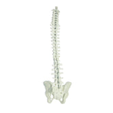 5009 - FULL SPINE WITH FULL PELVIS