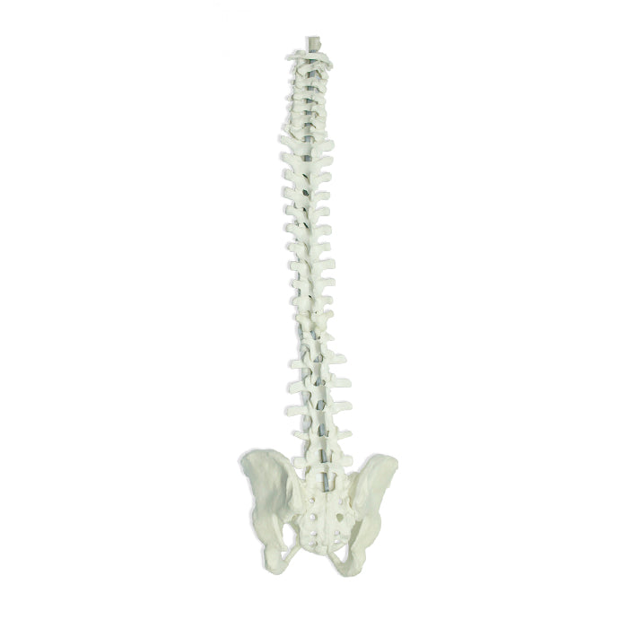 5009B - FULL SPINE WITH FULL PELVIS