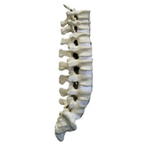 5013 - LUMBAR SPINE WITH SACRUM AND T10, T11, T12