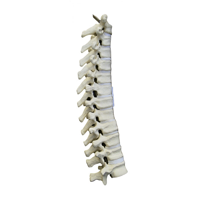 5014 - THORACIC SPINE