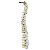 5015 - FULL SPINE