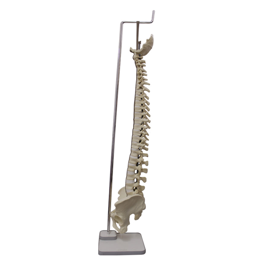 5022 - FULL SPINE DEMONSTRATION HOLDER