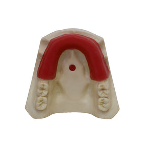 4200 - BASIC MODEL WITH SOME TEETH AND PARTIAL GUM