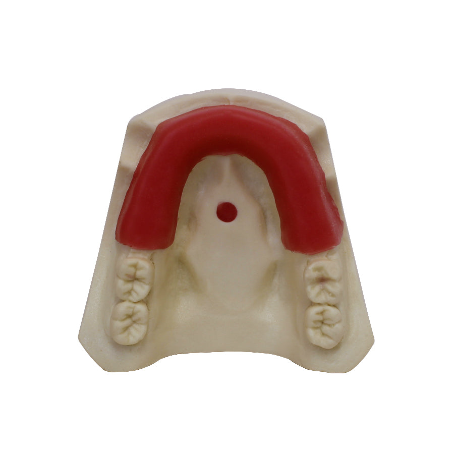 4200 - BASIC MODEL WITH SOME TEETH AND PARTIAL GUM