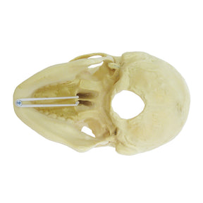 9001-3 - HOLLOW SKULL WITH FIXED CAP