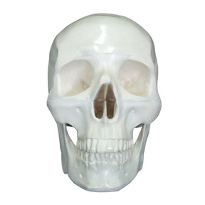 9003 - FRONTAL SKULL WITH ALL TEETH