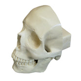 9003 - FRONTAL SKULL WITH ALL TEETH