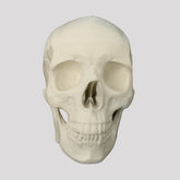 12254 - RADIOPAQUE SKULL WITH ALL TEETH AND SUPPORT BLOCK