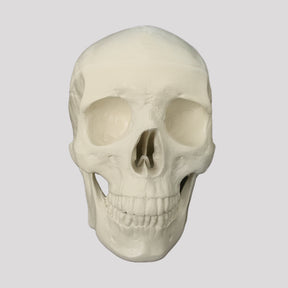 12254 - RADIOPAQUE SKULL WITH ALL TEETH AND SUPPORT BLOCK