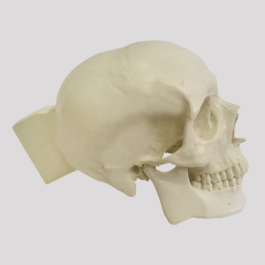 12254 - RADIOPAQUE SKULL WITH ALL TEETH AND SUPPORT BLOCK