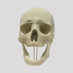 12257 - EDENTULUM RADIOPAQUE SKULL WITH SUPPORT BLOCK