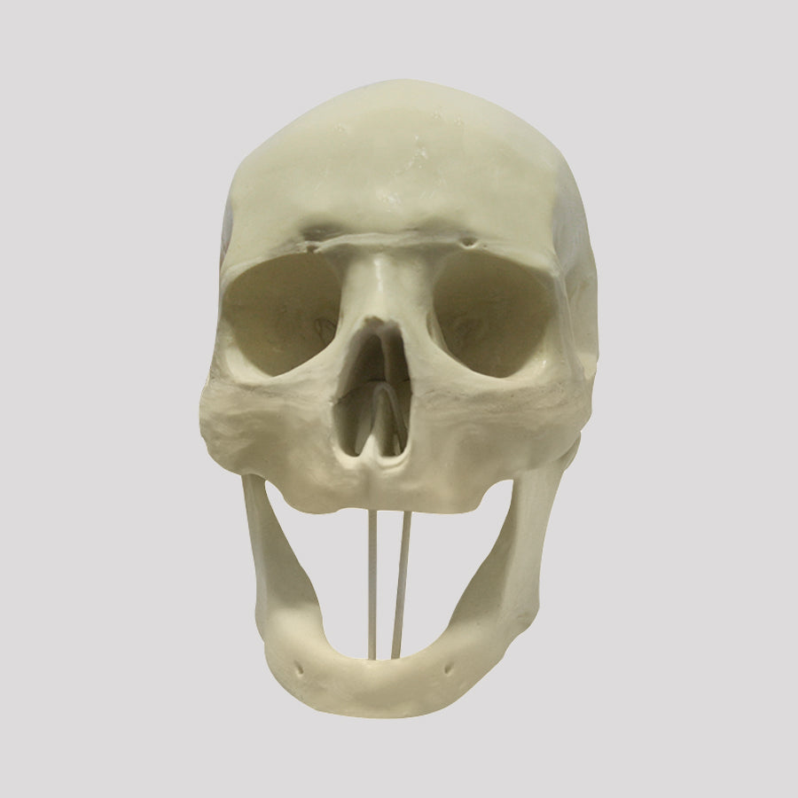 12257 - EDENTULUM RADIOPAQUE SKULL WITH SUPPORT BLOCK