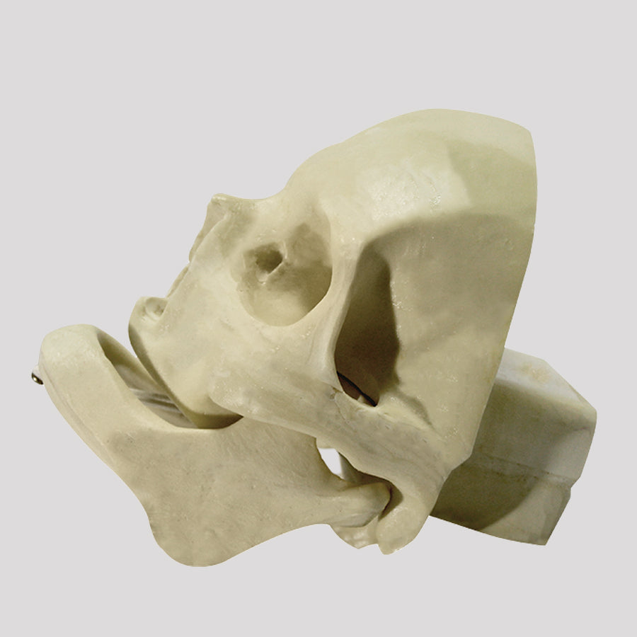 12257 - EDENTULUM RADIOPAQUE SKULL WITH SUPPORT BLOCK