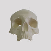 12265 - RADIOPAQUE ORBITAL SKULL WITH SUPPORT BLOCK