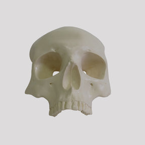 12265 - RADIOPAQUE ORBITAL SKULL WITH SUPPORT BLOCK