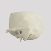 9010 - AURICULAR SKULL WITH HOLDING BLOCK