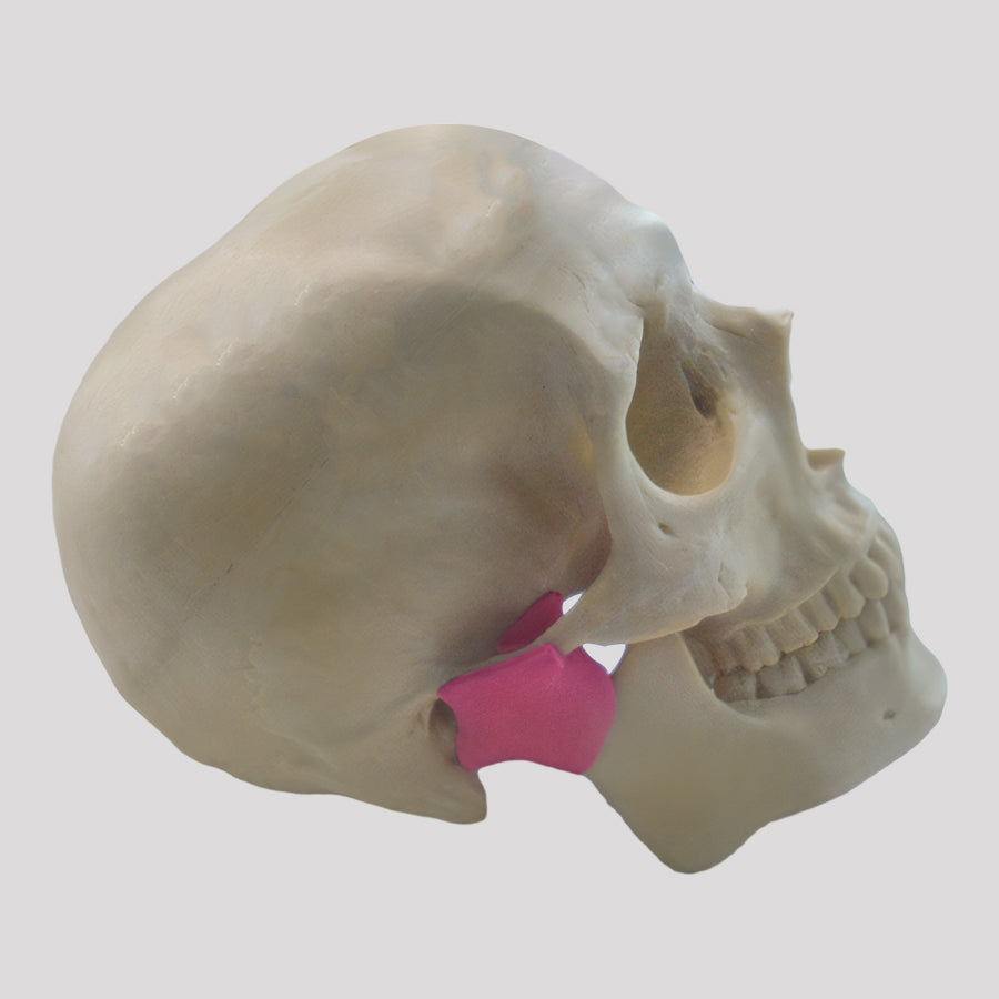 12253 - RADIOPAQUE SKULL WITH ARTICULAR DISK AND ATM CAPSULE