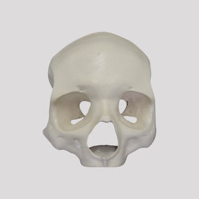 12259 - FRONTAL SKULL All-on-4® RADIOPAQUE HYBRID