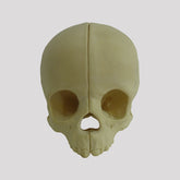 9015 -1 - CHILD SKULL