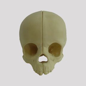 9015 -1 - CHILD SKULL