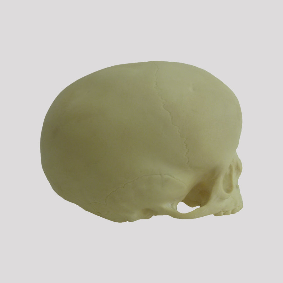 9015 -1 - CHILD SKULL