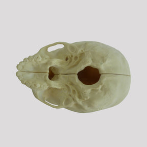 12261 - CHILDREN'S RADIOPAQUE SKULL