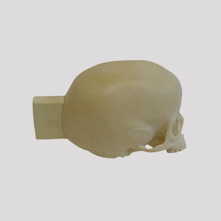 12262 - RADIOPAQUE CHILD SKULL WITH SUPPORT BLOCK