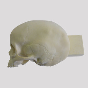 12262 - RADIOPAQUE CHILD SKULL WITH SUPPORT BLOCK