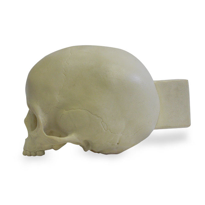 9015 - PEDIATRIC HOLLOW SKULL WITH HOLDING BLOCK