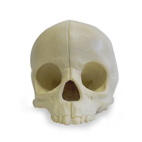 9015 - PEDIATRIC HOLLOW SKULL WITH HOLDING BLOCK