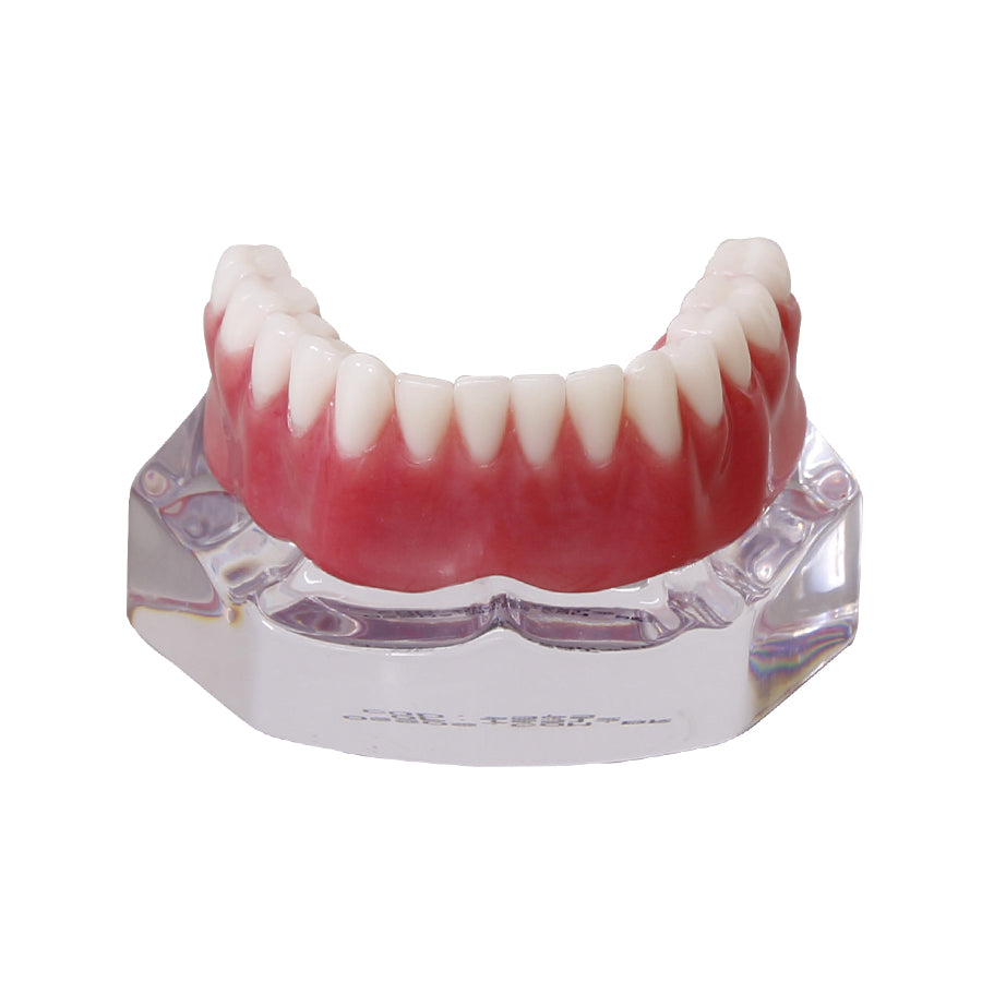 9565 – ACRYLIC MANDIBLE WITH CLIP BAR AND O'RINGS + PROSTHESIS