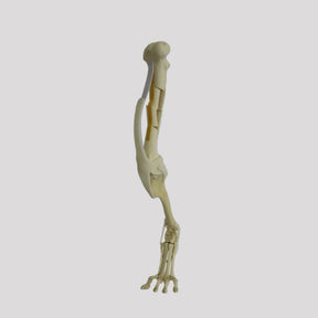 9877 - COMPLETE HIND LIMB WITH FRACTURE - BIG DOG