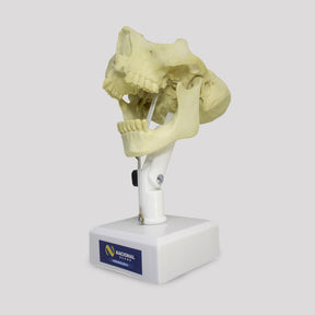 9971T – MANNEQUIN FOR REGENERATION GUIDED BY MEMBRANE WITH GUM (RTG)