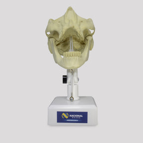 9971T – MANNEQUIN FOR REGENERATION GUIDED BY MEMBRANE WITH GUM (RTG)