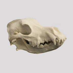 13154 - VETERINARY SKULL KIT - CAT AND DOG