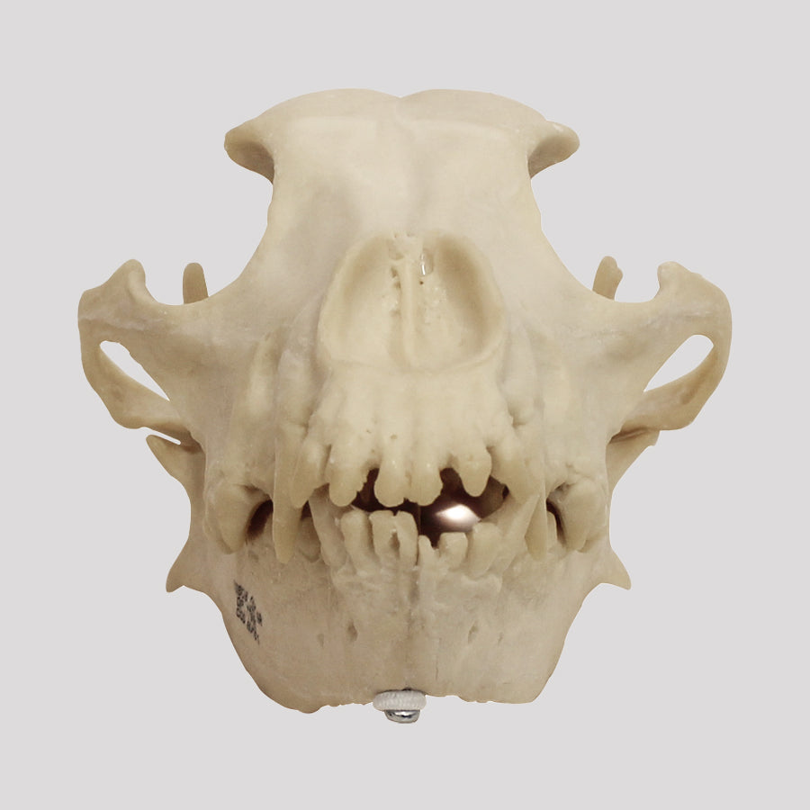 13154 - VETERINARY SKULL KIT - CAT AND DOG