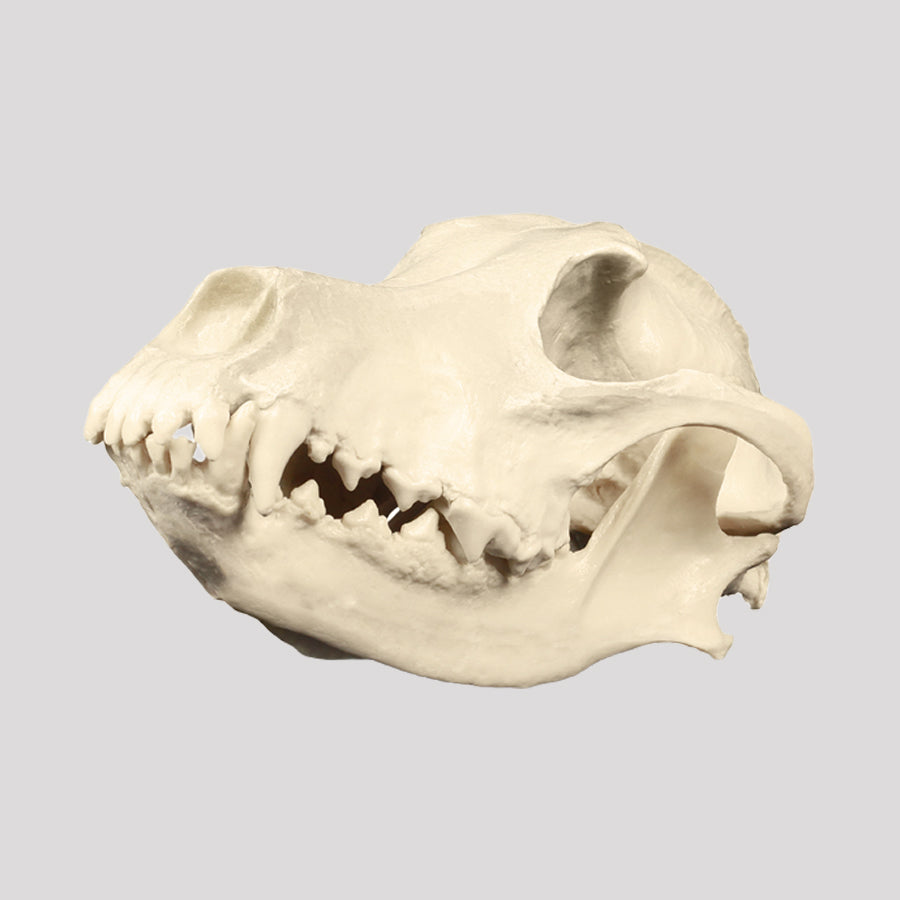 13154 - VETERINARY SKULL KIT - CAT AND DOG