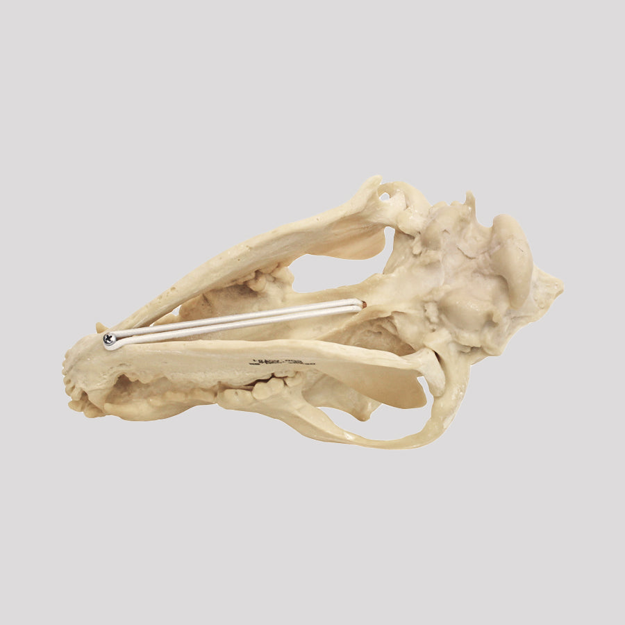 13154 - VETERINARY SKULL KIT - CAT AND DOG