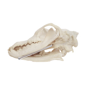 12511 - RADIOPAQUE LARGE CANINE SKULL