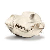 12511 - RADIOPAQUE LARGE CANINE SKULL