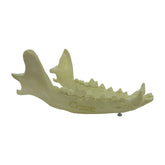 AV110 - CANINE MANDIBLE