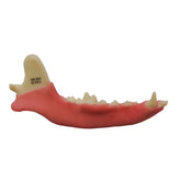 AV110G D - HALF MANDIBLE WITH GUM - LARGE CANINE (RIGHT)