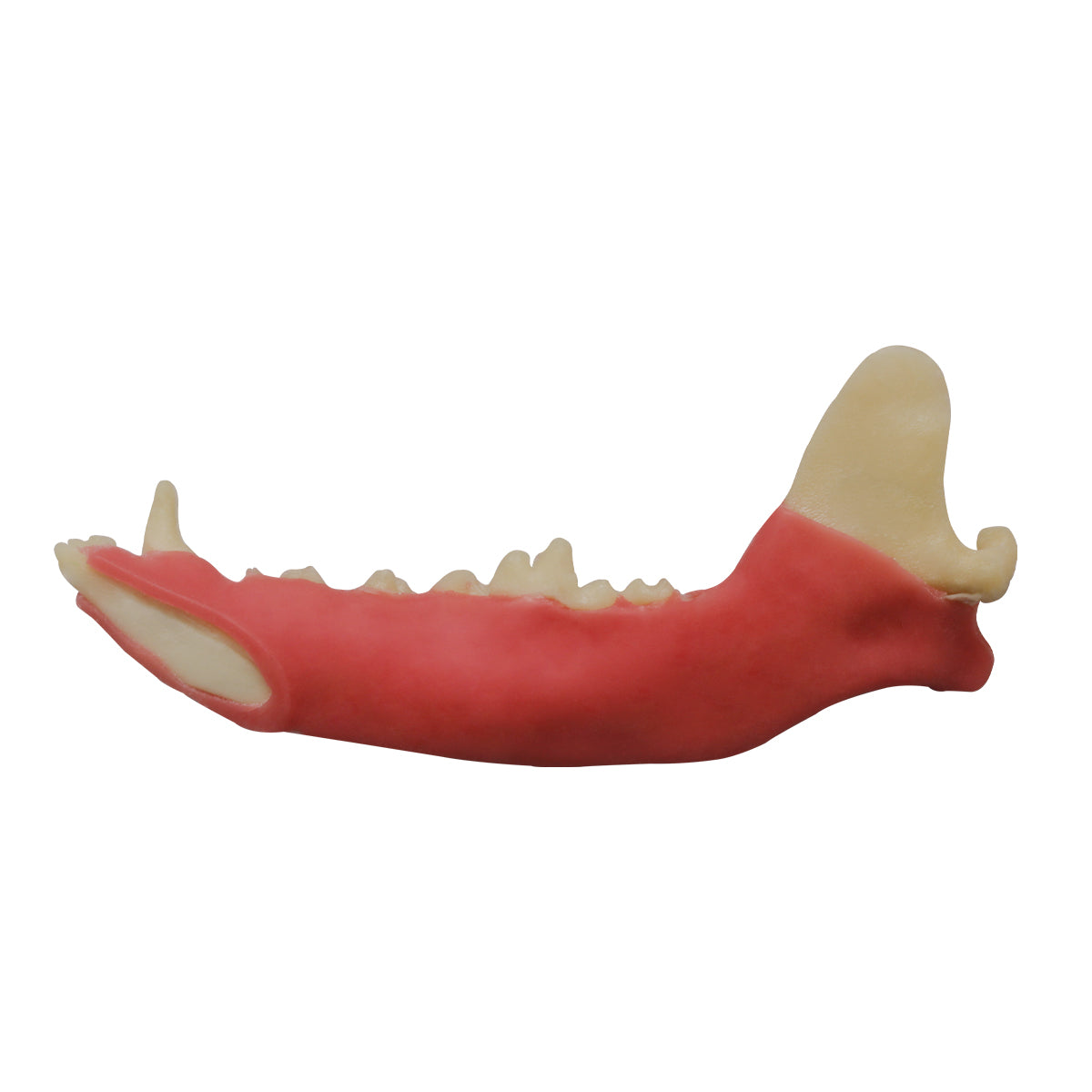 AV110G D - HALF MANDIBLE WITH GUM - LARGE CANINE (RIGHT)