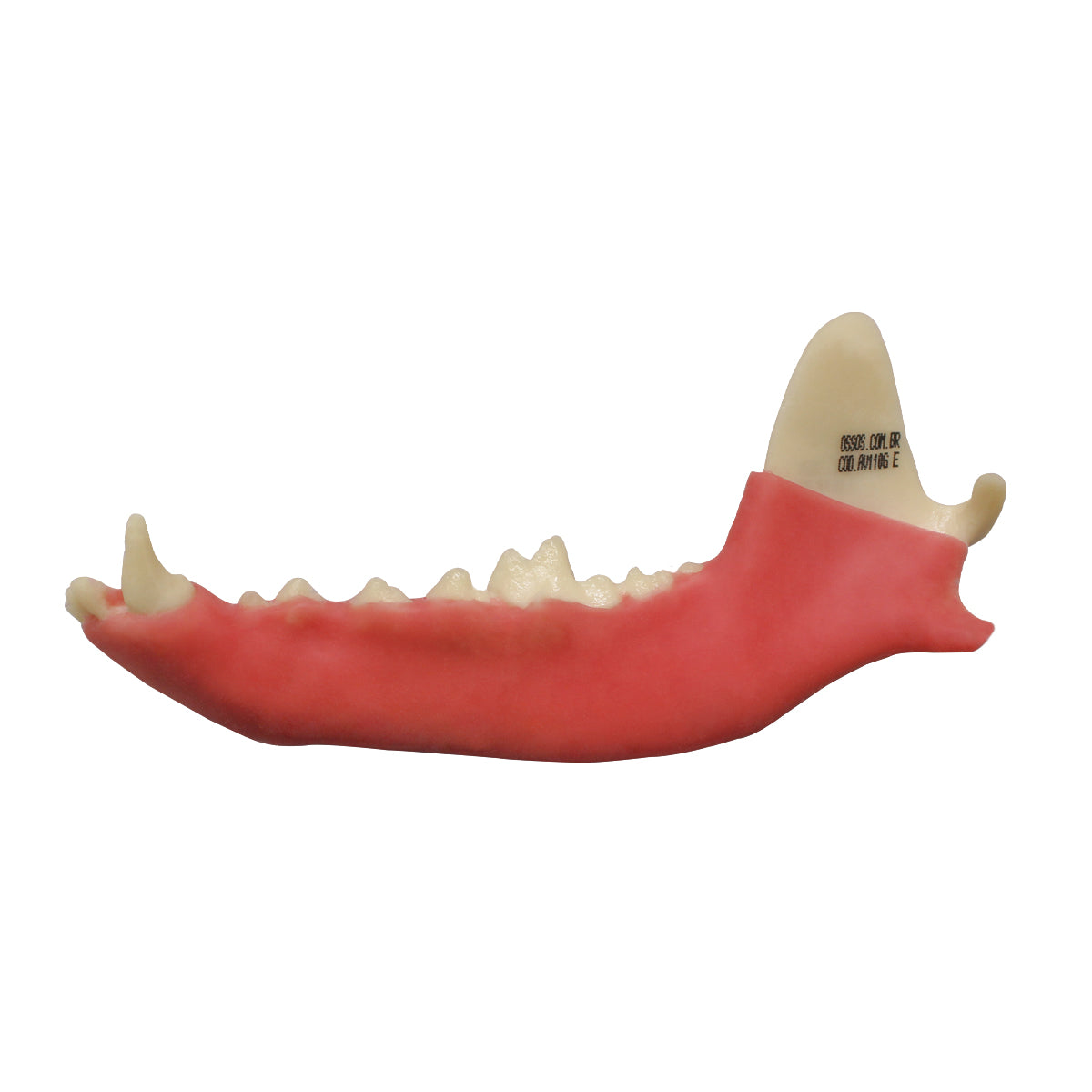 AV110G E - HALF MANDIBLE WITH GUM - LARGE CANINE (LEFT)