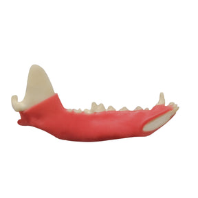 AV110G E - HALF MANDIBLE WITH GUM - LARGE CANINE (LEFT)