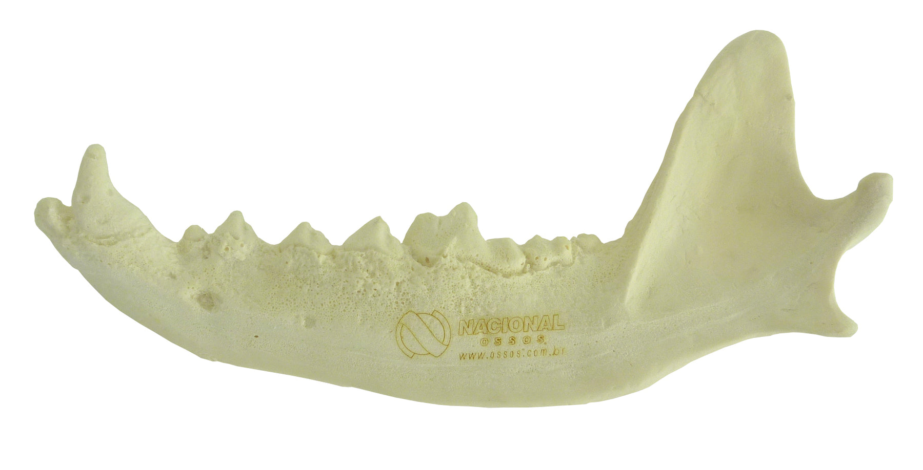 AV111E - HALF LEFT MANDIBLE CANINE