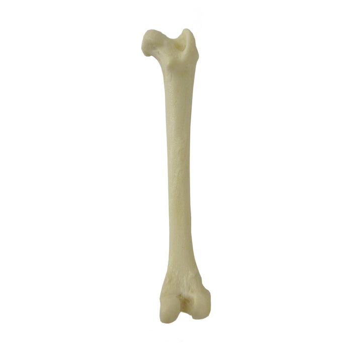 12751 - FELINE RIGHT FEMUR