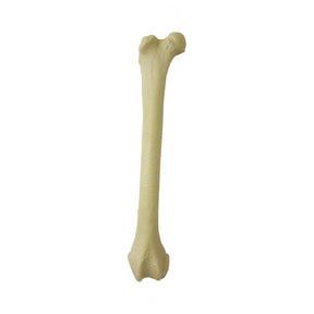 AV150 D - FELINE RIGHT FEMUR