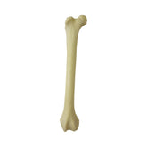 12751 - FELINE RIGHT FEMUR