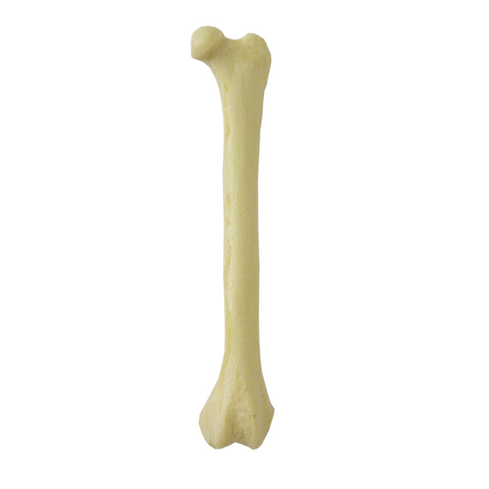 AV150 E - FELINE LEFT FEMUR